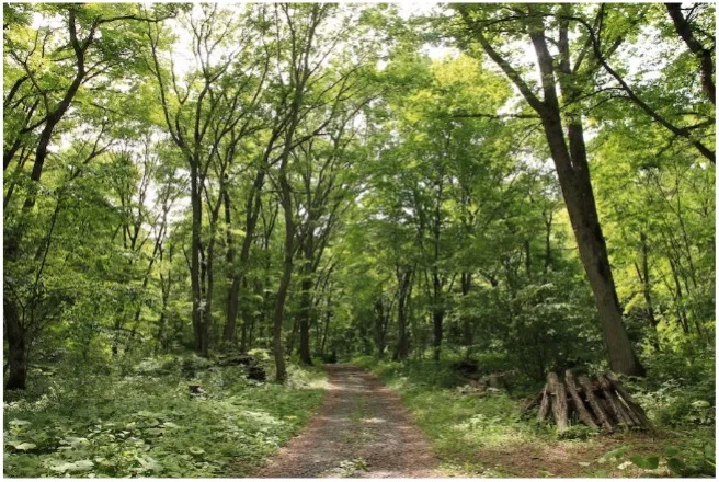森はよみがえる』C.W.ニコルが遺した日本の未来展 | GREEN SPRINGS 