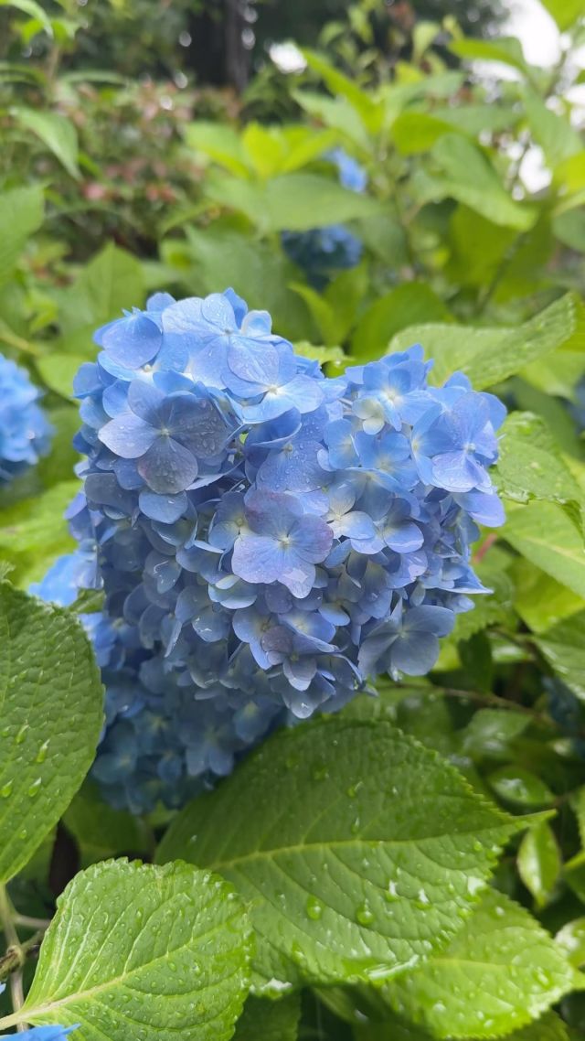 【グリーンスプリングス散歩】  梅雨の季節、GREEN SPRINGSではアジサイが美しく咲き、
雨に濡れた植栽が、いっそう鮮やかに映えています。  お気に入りのカフェやレストランで、雨に濡れるGREEN SPRINGSの豊かな自然を眺めながら、静かなひとときを楽しんでみてはいかがでしょうか。
雨が上がったあとは、テラス席で過ごすのもおすすめです。  この季節ならではの楽しみを見つけてみませんか？☔️💐  #グリーンスプリングス散歩
#greensprings_jp
#グリーンスプリングス #greensprings
#ウェルビーイング #wellbeing
#立川 #tachikawa
#梅雨 #雨の日